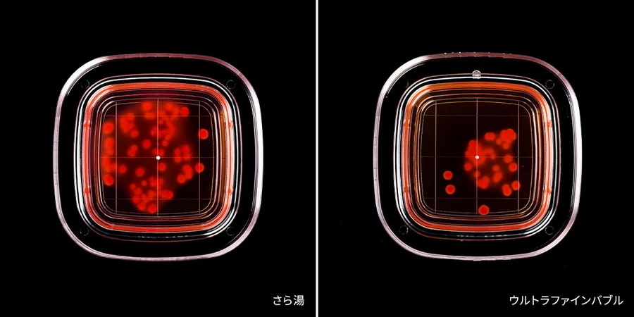 さら湯とウルトラファインバブルで洗ったあとの菌のコロニー数を比べた写真